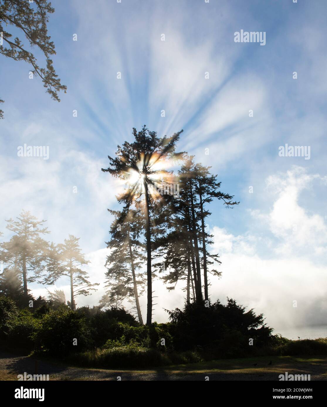 Vertikales Bild - Sonne, die durch die Bäume und Nebel scheint, verleiht den Sonnenstrahlen entlang der Küste in Oregon einen einzigartigen Look Stockfoto