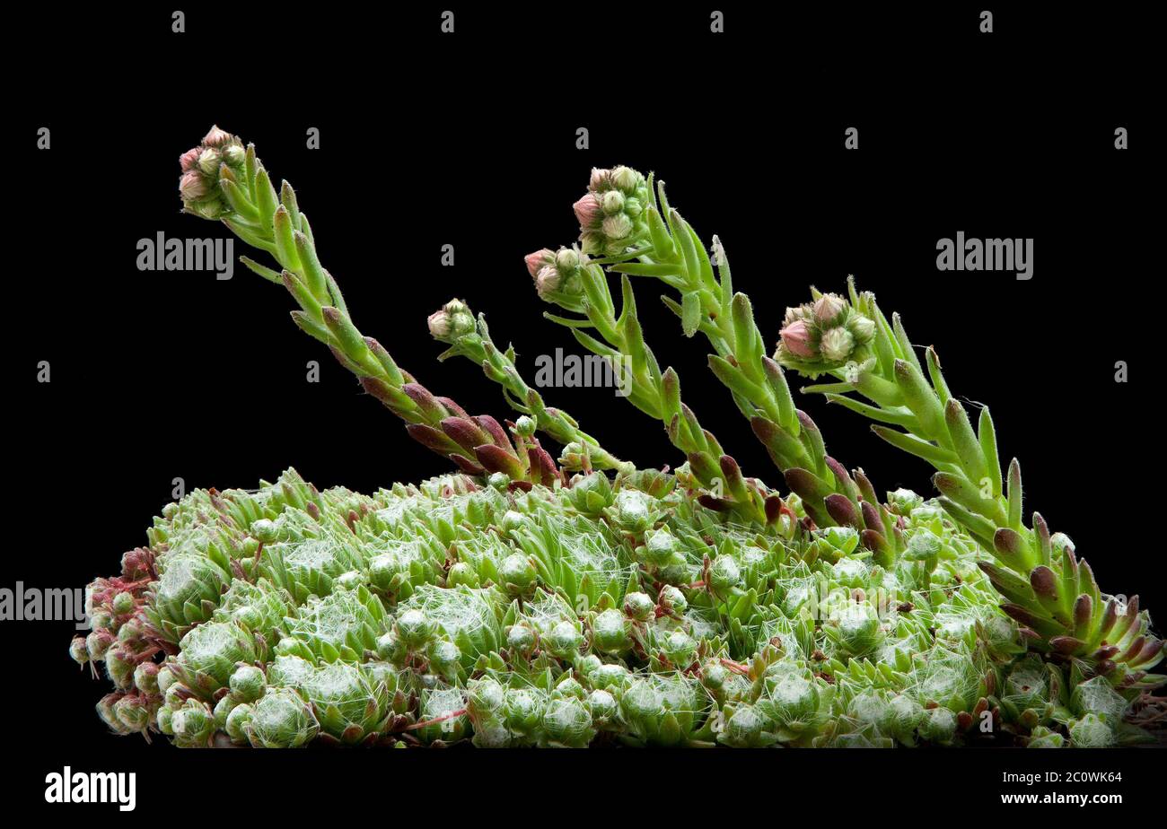 Sempervivum arachnoideum, der Spinnennetz-Hauslauch, Stockfoto
