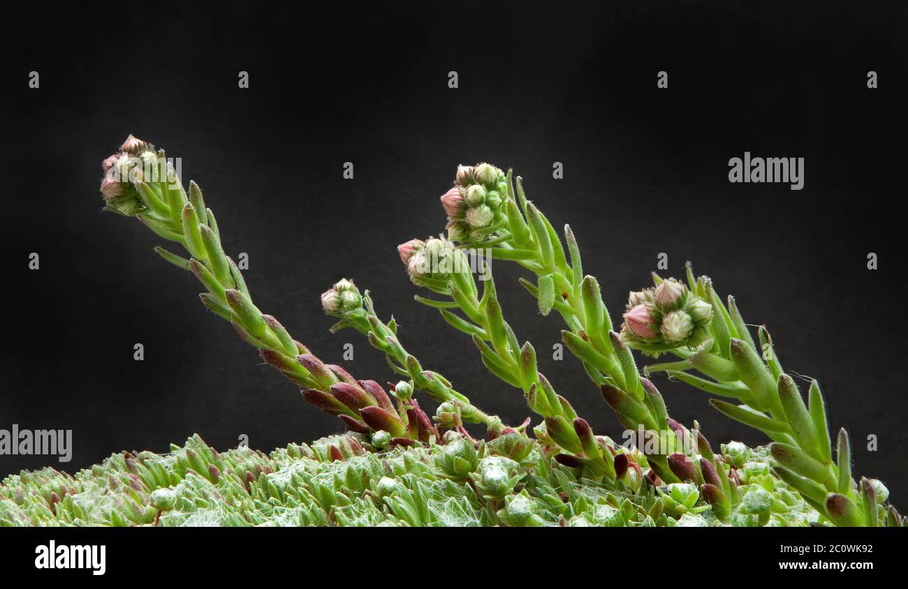 Sempervivum arachnoideum, der Spinnennetz-Hauslauch, Stockfoto
