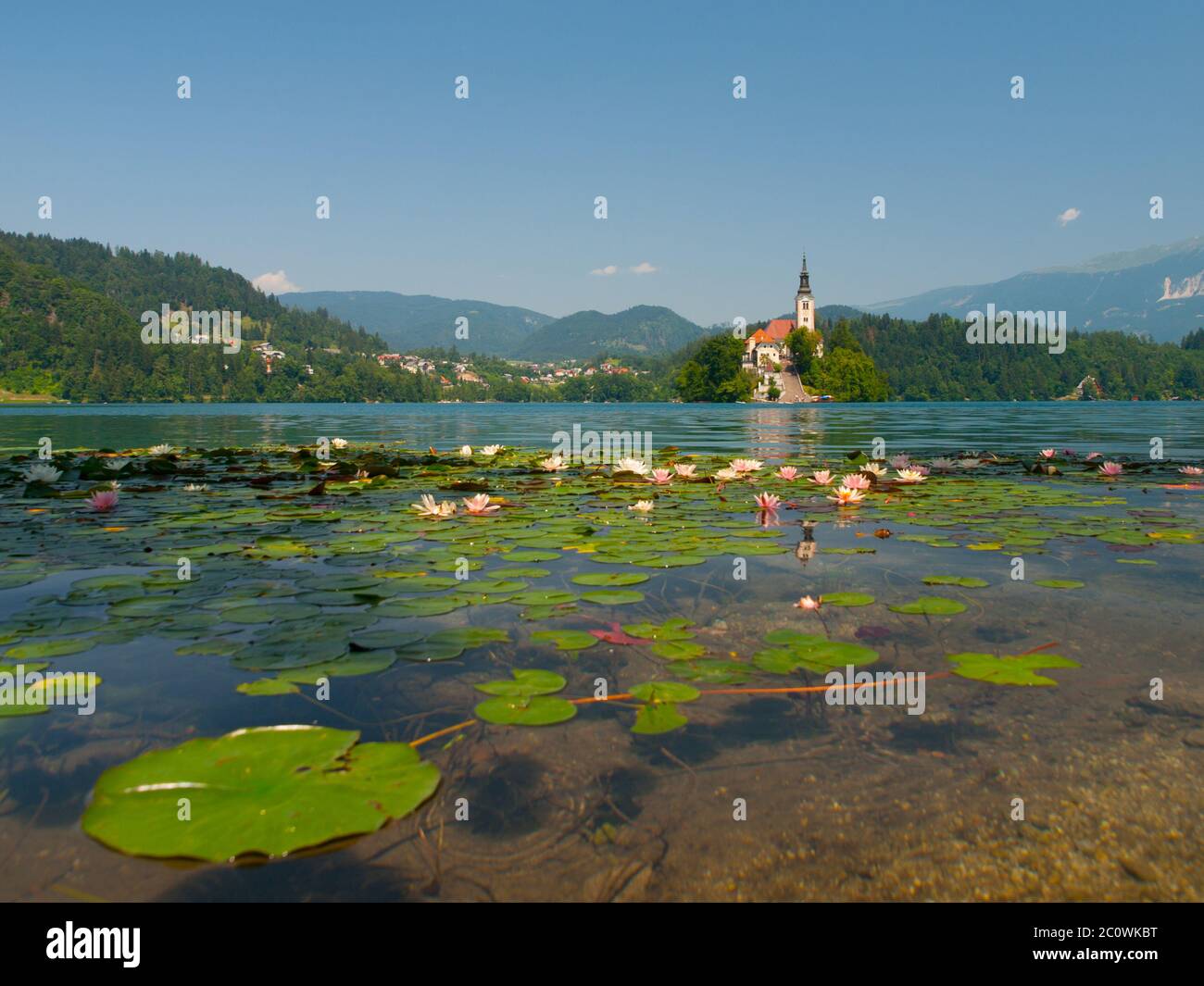 Insel Bled mit der Marienkirche und dem See Bled mit Seerosen, Bled, Slowenien Stockfoto