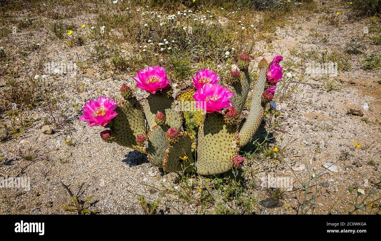 Nahaufnahme eines einzelnen Beavertail Cactus in Blüte im Frühling im Anza-Borrego Desert State Park Stockfoto