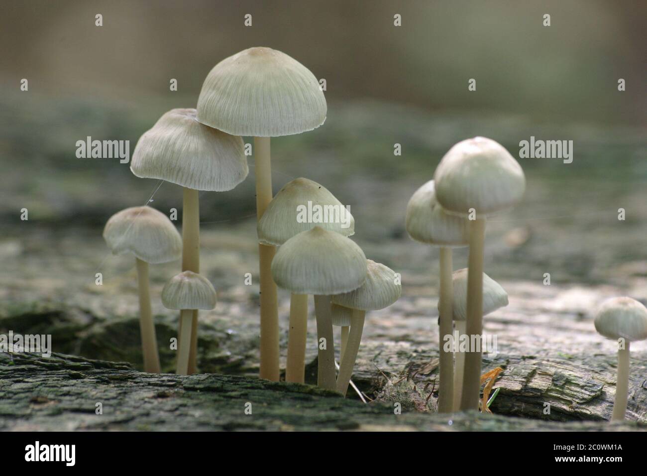 Dünne Champignons Stockfoto