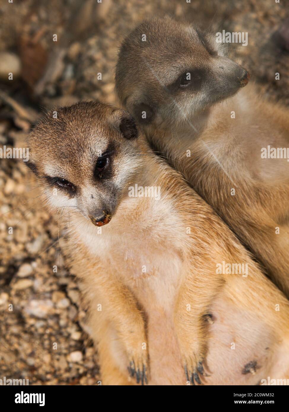 Fauler Erdmännchen, der sich gegen den Spiegel lehnt, Suricata suricatta Stockfoto