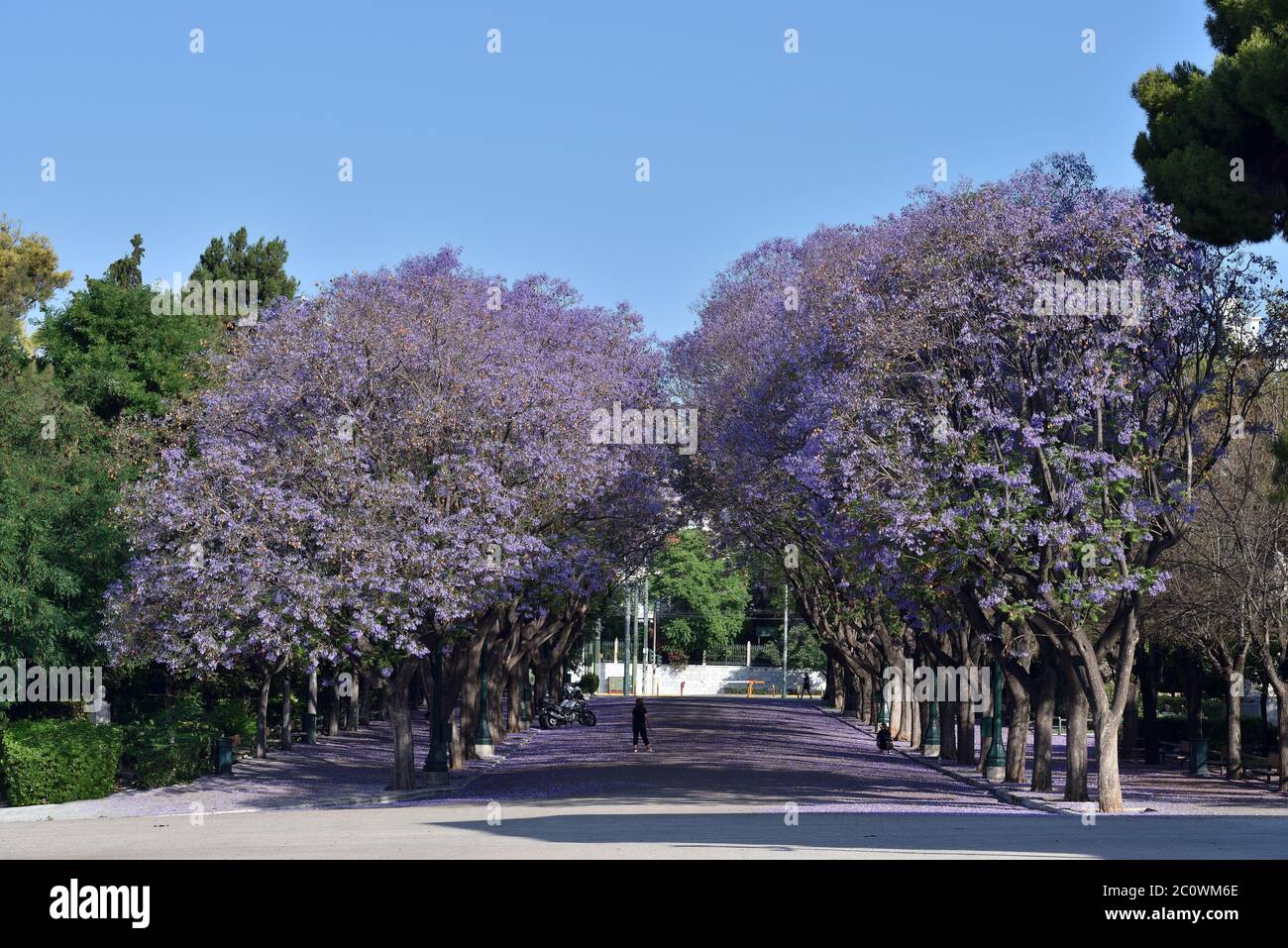 Jacaranda mimosifolia Bäume in Zappeion, Athen, Griechenland Stockfoto