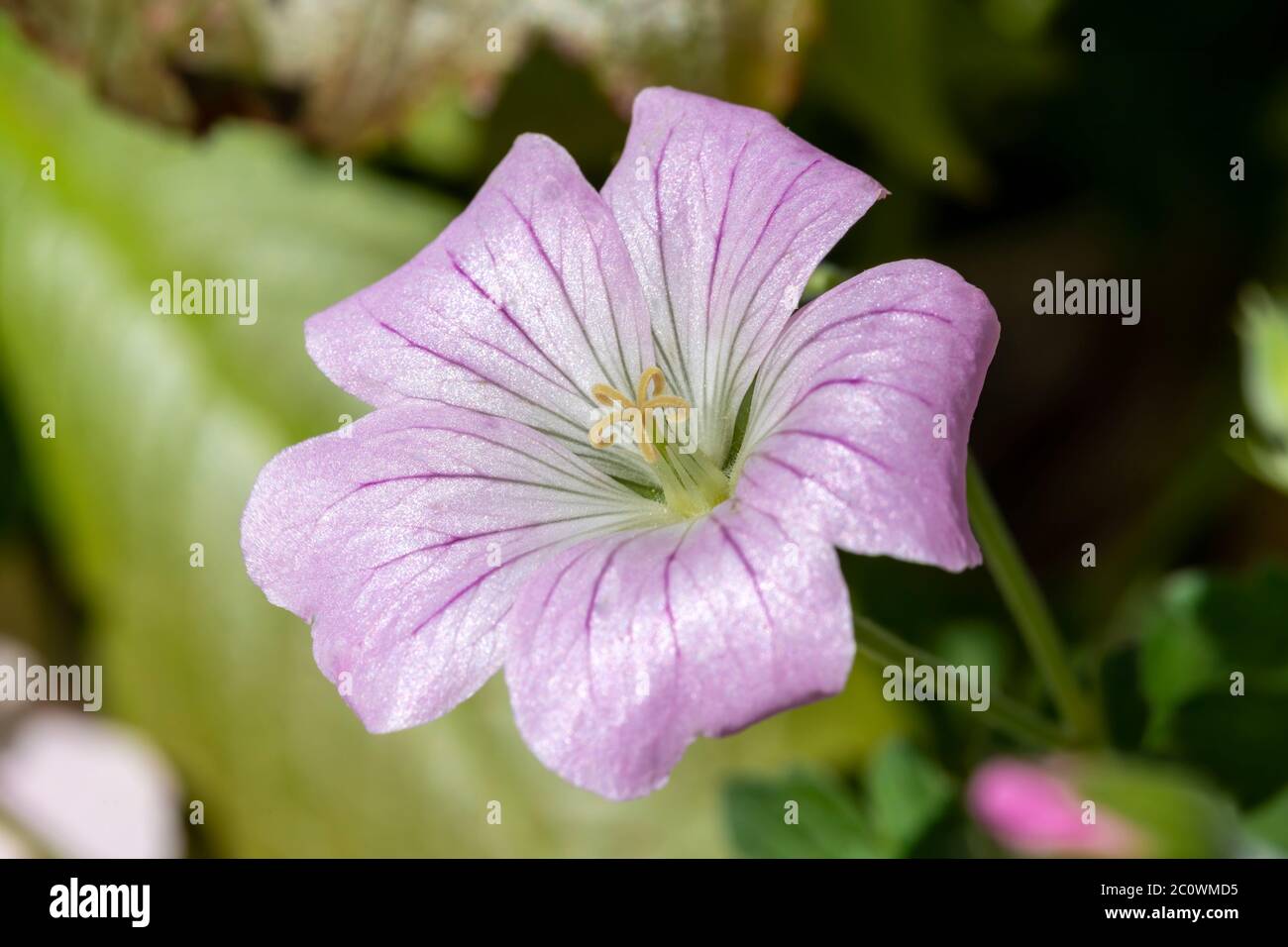 Geranium 'Dreamland' eine blasse rosa krautige mehrjährige Frühling Sommer Blume Pflanze allgemein als Cranesbill bekannt Stockfoto
