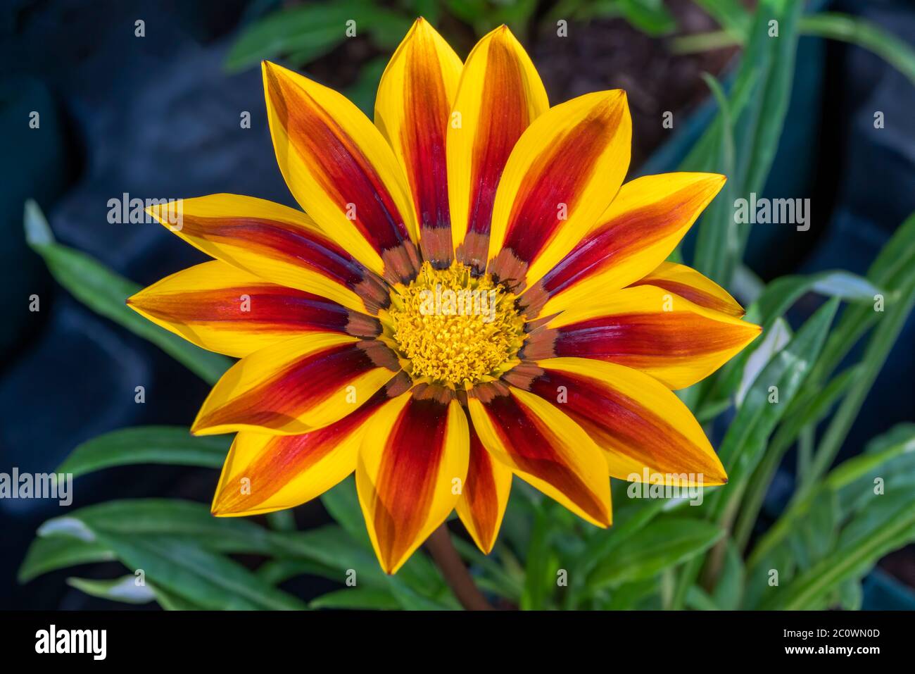 Gazania splendens 'Red Stripes' eine gelb-rote krautige mehrjährige Sommer Herbst Blume Pflanze Stockfoto