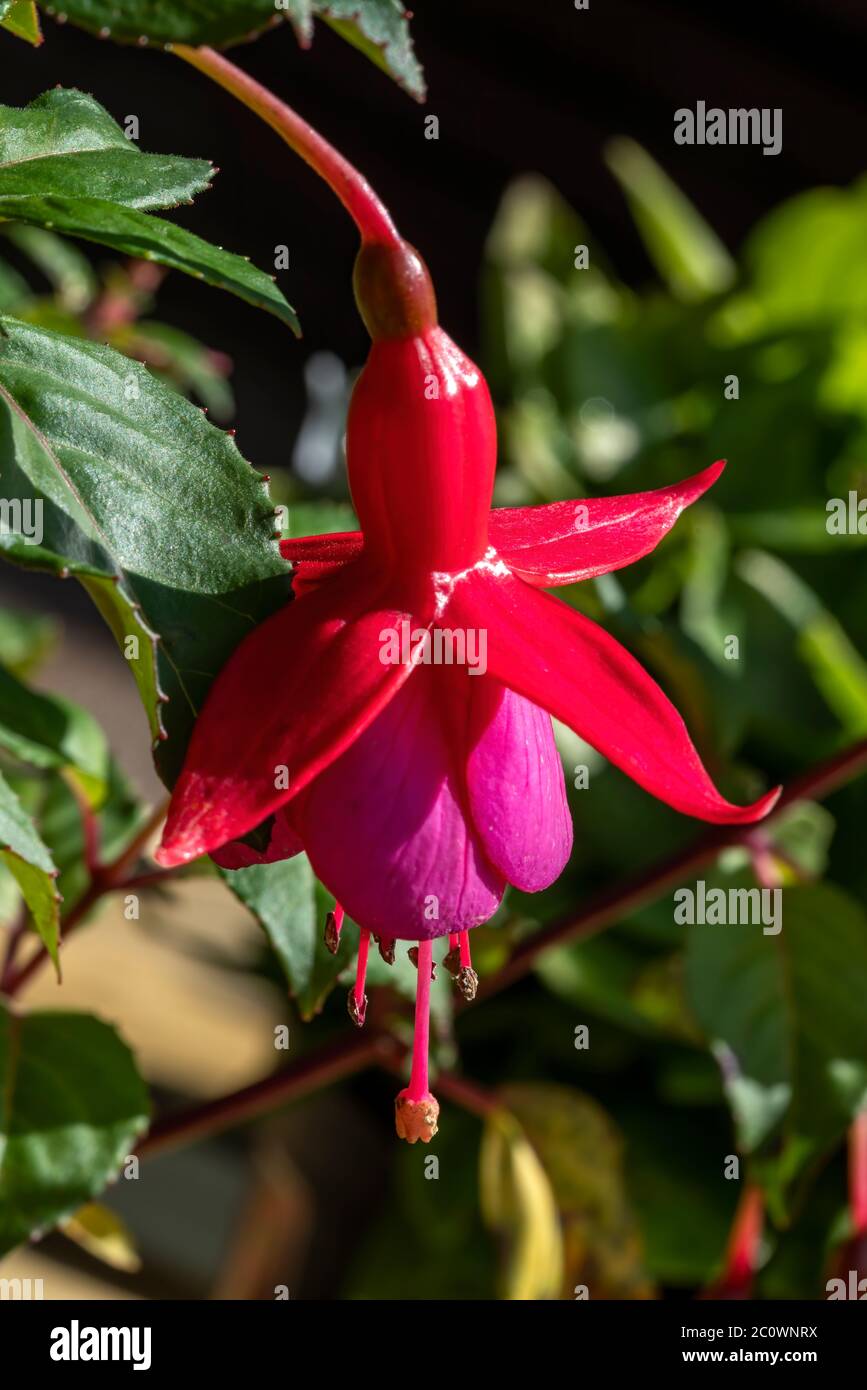 Fuchsia 'Beacon' ein rot rosa und lila mehrjährige winterharte Strauch, die eine Sommer Herbst Blume Pflanze ist Stockfoto
