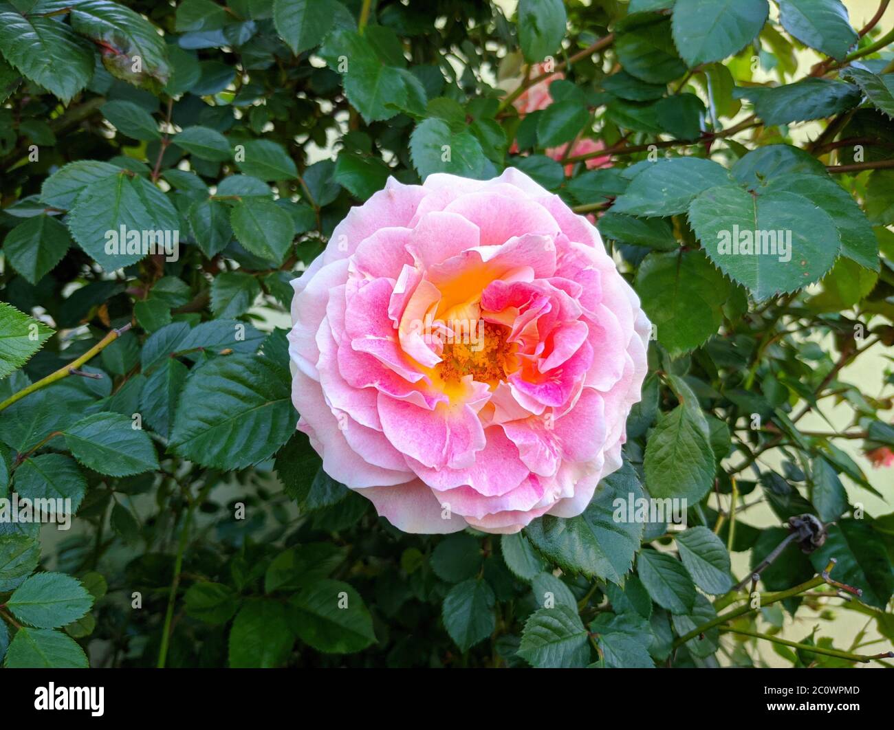 Zarte Knospe blühender Rosen der Sorte Cesar Stockfoto
