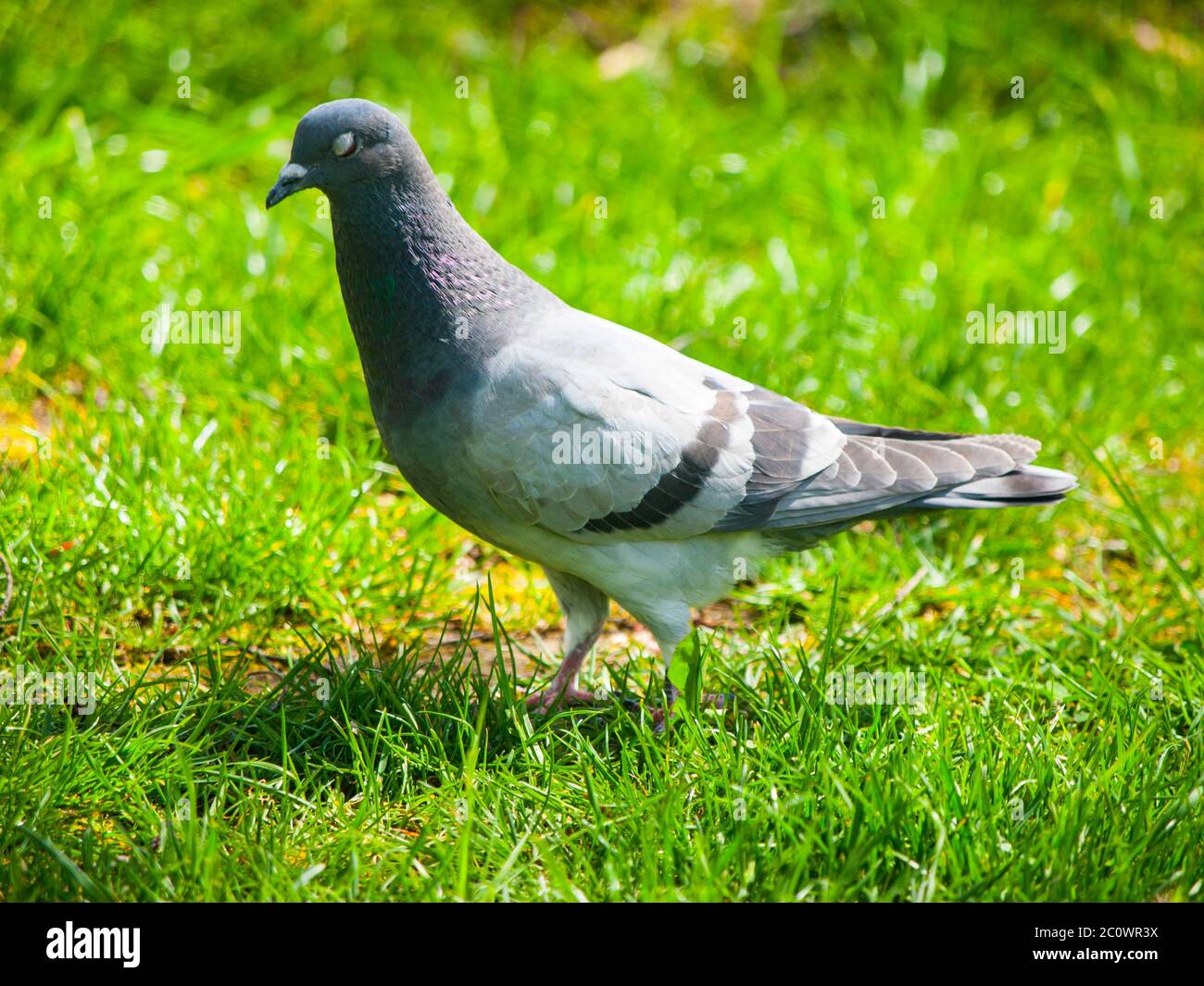Wilde Taube In Der Stadt Stockfotos und bilder Kaufen Alamy