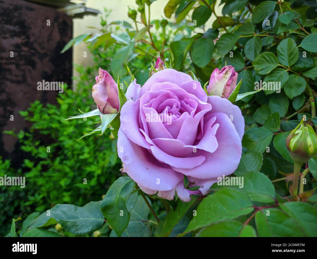 Zarte Knospe blühender Rosen der Sorte Blue Moon Stockfoto