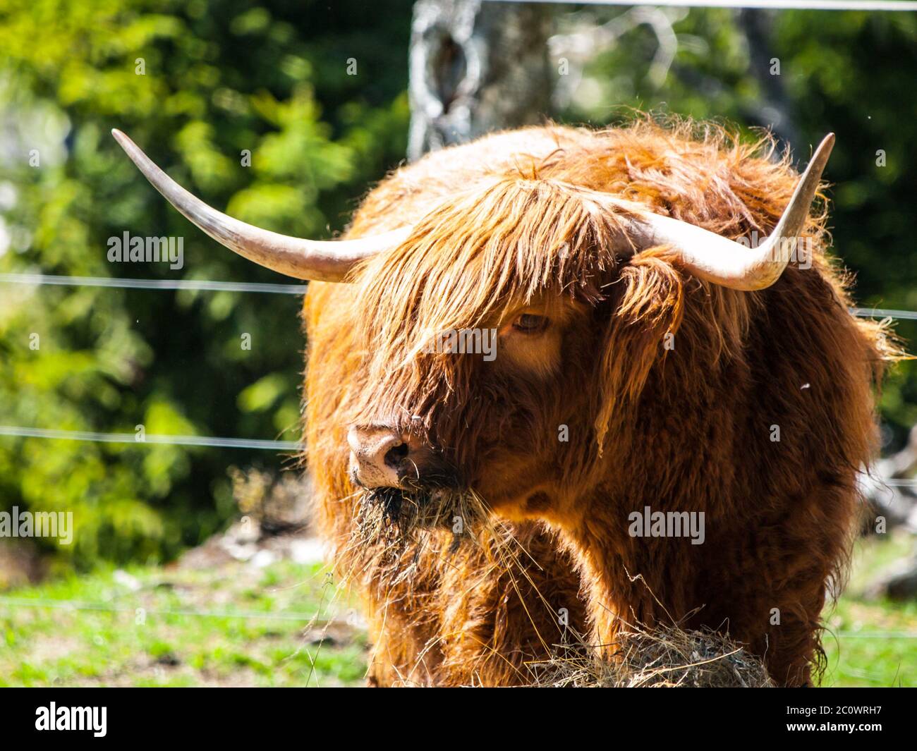 Schottische Hochlandkuh mit langen Hörnern frisst auf dem Hof Stockfoto