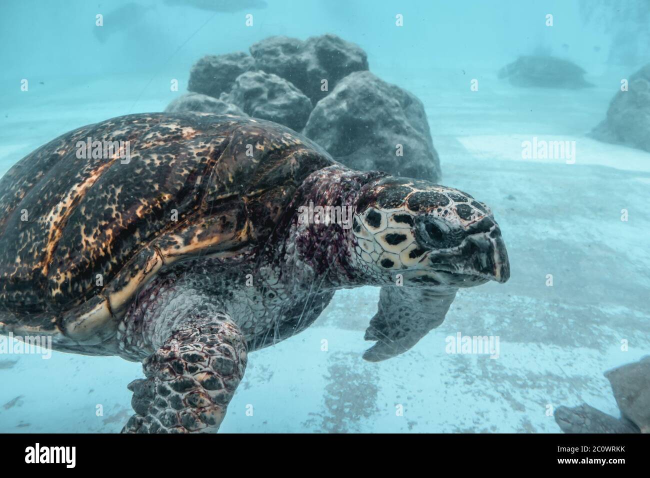 Kareta Meeresschildkröte fließt in einem Wassertank in Naha Okinawa Japan Stockfoto