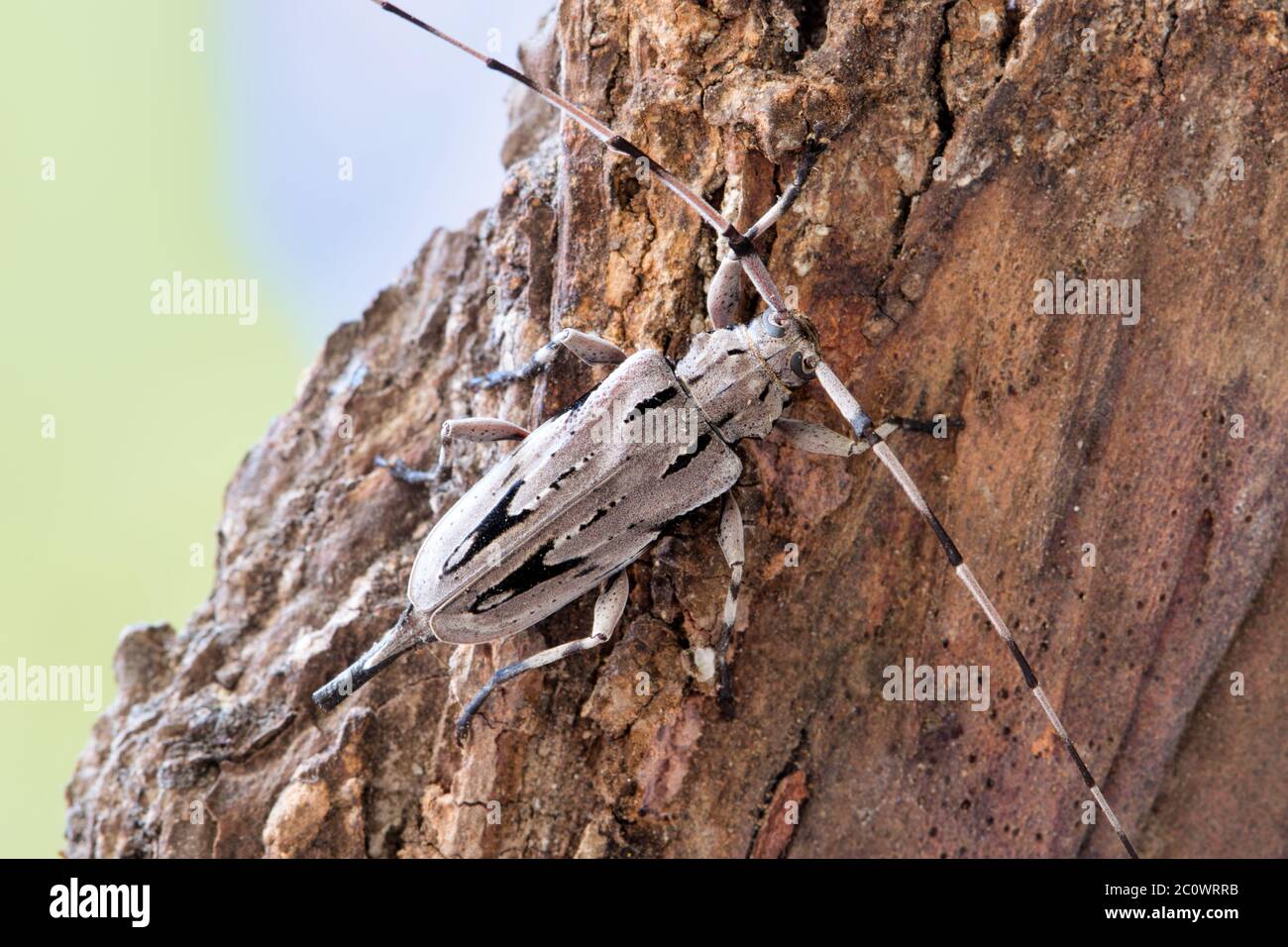 Kleiner Kiefer Borer (Acanthocinus nodosus) Käfer auf Baumrinde, weiblich. Art des Longhorn-Käfer, der sich von Kiefern im Südosten der USA ernährt. Stockfoto