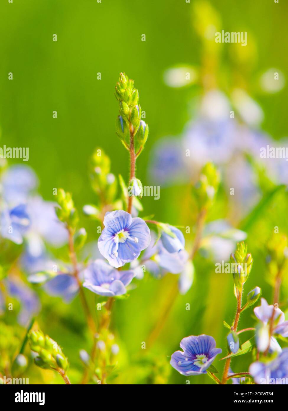 Natürliche Details mit winzigen blau-violetten Blüten und grünem Bokeh Hintergrund. Sonnentag im Frühling. Geringe Schärfentiefe. Stockfoto