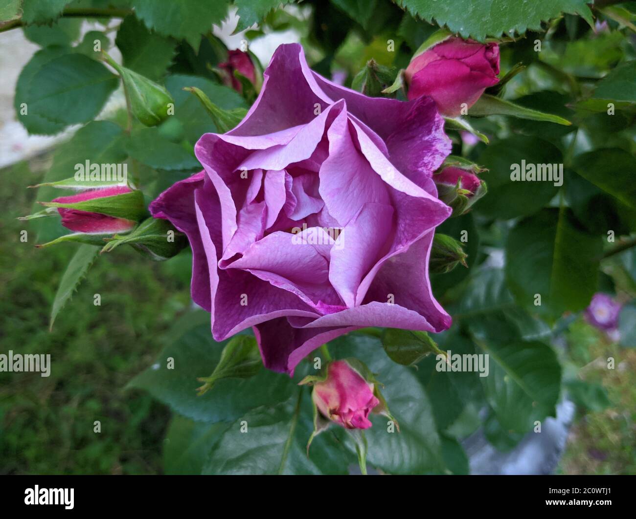 Zarte Knospe blühende Rosen von Blau für Sie Sorte Stockfoto
