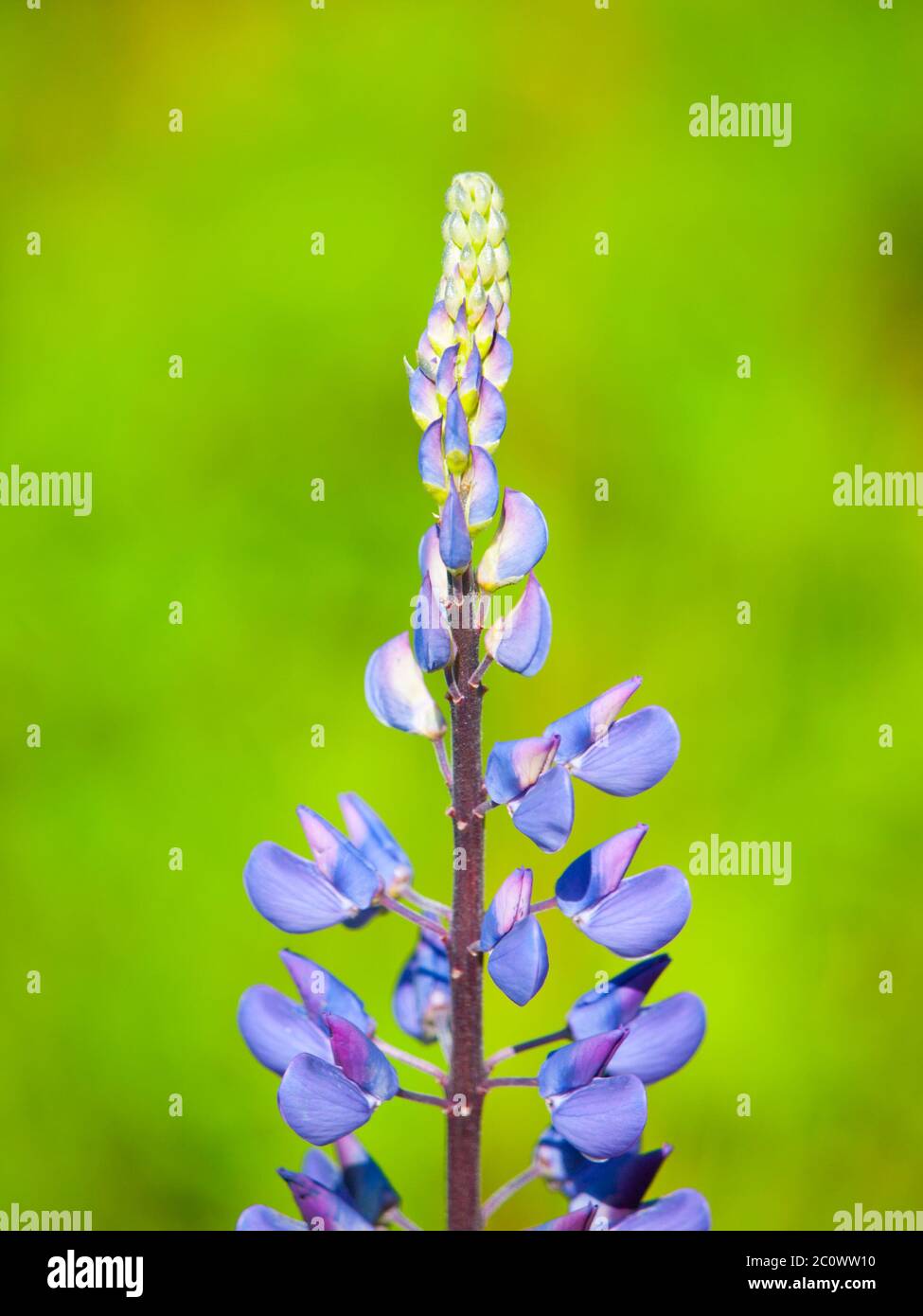 Violette Lupinenblüte, Lupinus polyphyllus, mit grünem Bokeh Hintergrund Stockfoto