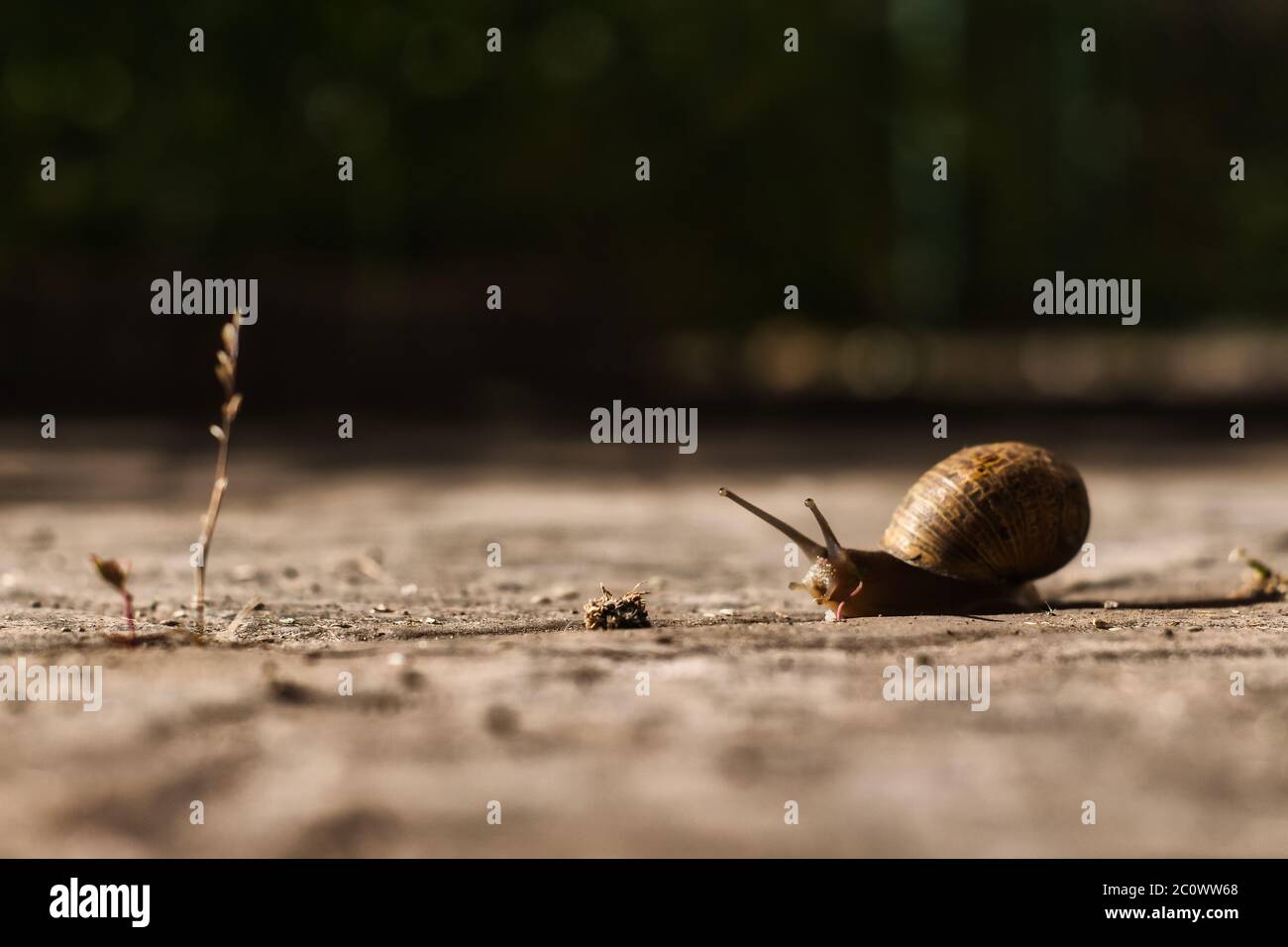 Schnecke ( Helix pomatia ) mit einem launischen Ambiente kriechen zu einer Pflanze Stockfoto