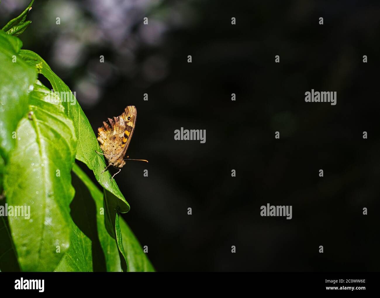 Schmetterling auf einem Blatt mit einem weichen grünen Hintergrund. Gesprenkeltes Holz, pararge aegeria. Stockfoto