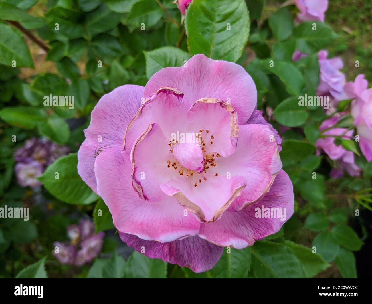 Zarte Knospe blühende Rosen von Blau für Sie Sorte Stockfoto