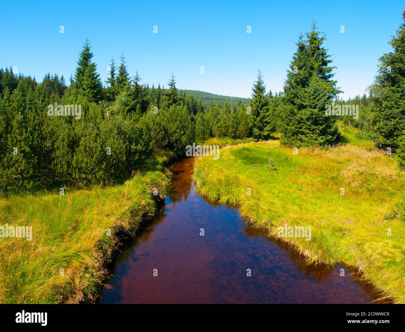 Kleiner Bergbach mitten in grünen Wiesen und Fichtenwald, Isergebirge, Tschechien Stockfoto