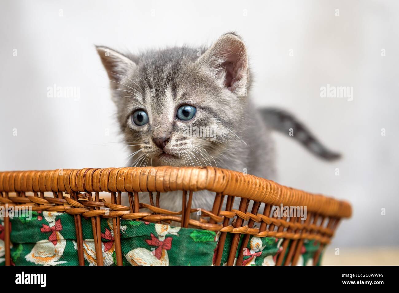 Kleine ziemlich lustige Kätzchen-Tier-Welt und Haustiere Stockfoto