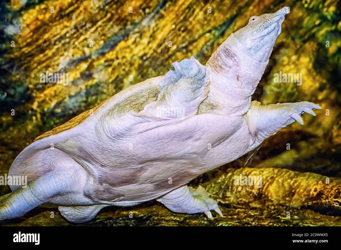 Indische Flapshell-Schildkröte Stockfoto