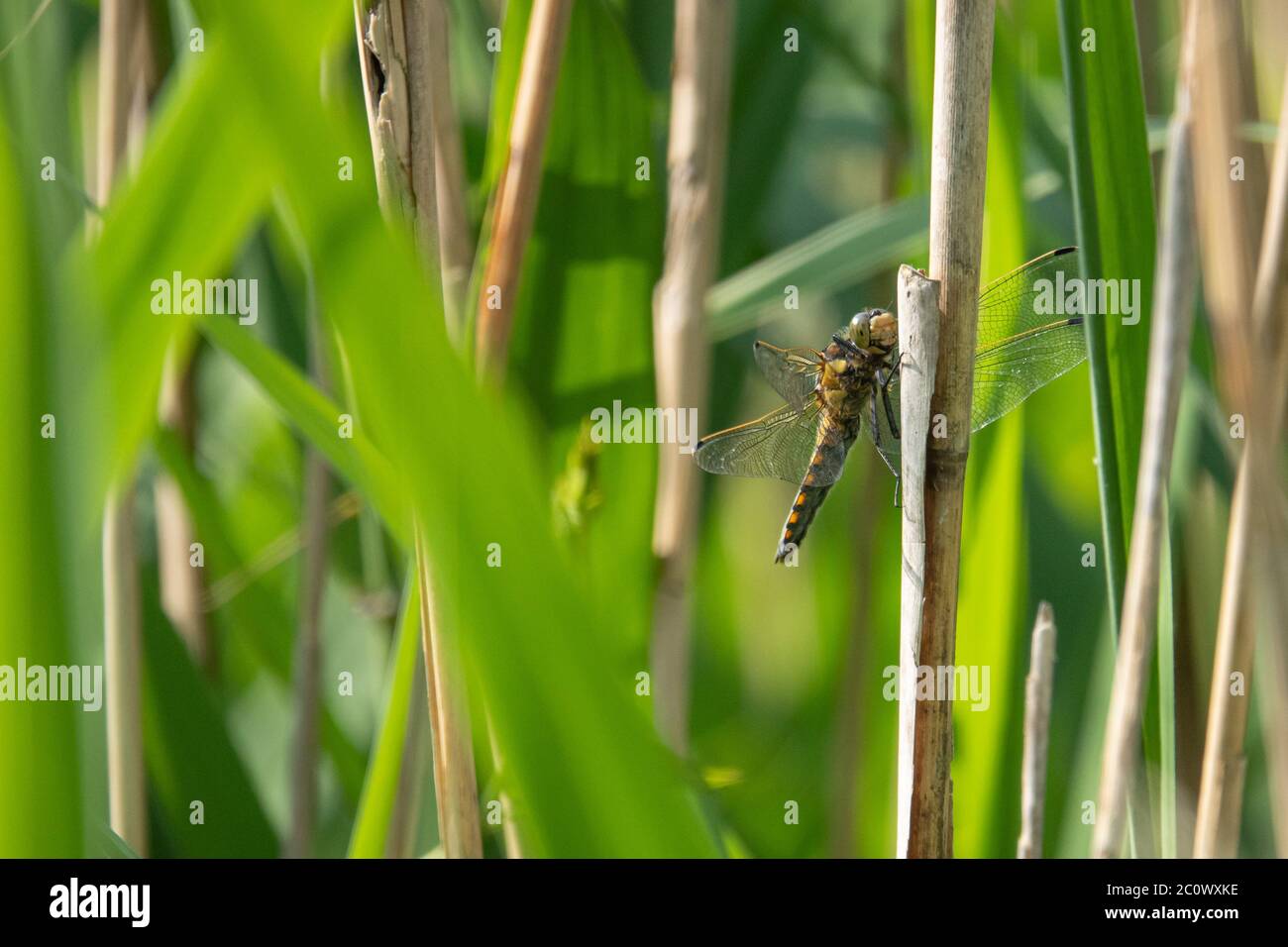 Der große Libelle großer blauer Pfeil (Orthetrum concellatum) sitzt auf einem Schilf Stockfoto