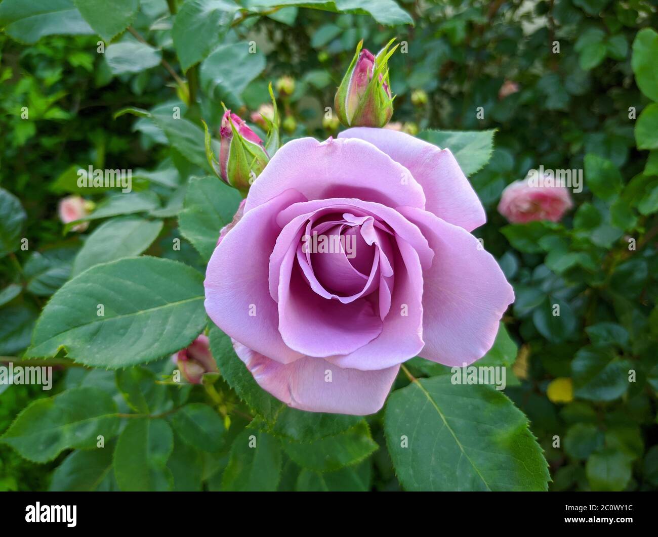 Zarte Knospe blühender Rosen der Sorte Blue Moon Stockfoto