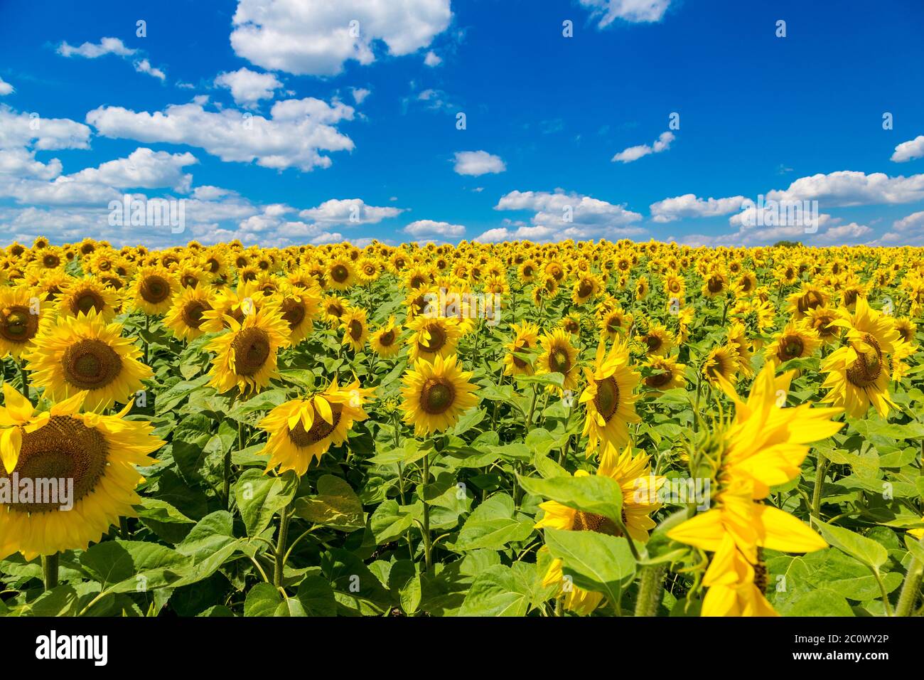 Sonnenblumen Feld in der Ukraine Sonnenblumen Stockfotografie Alamy