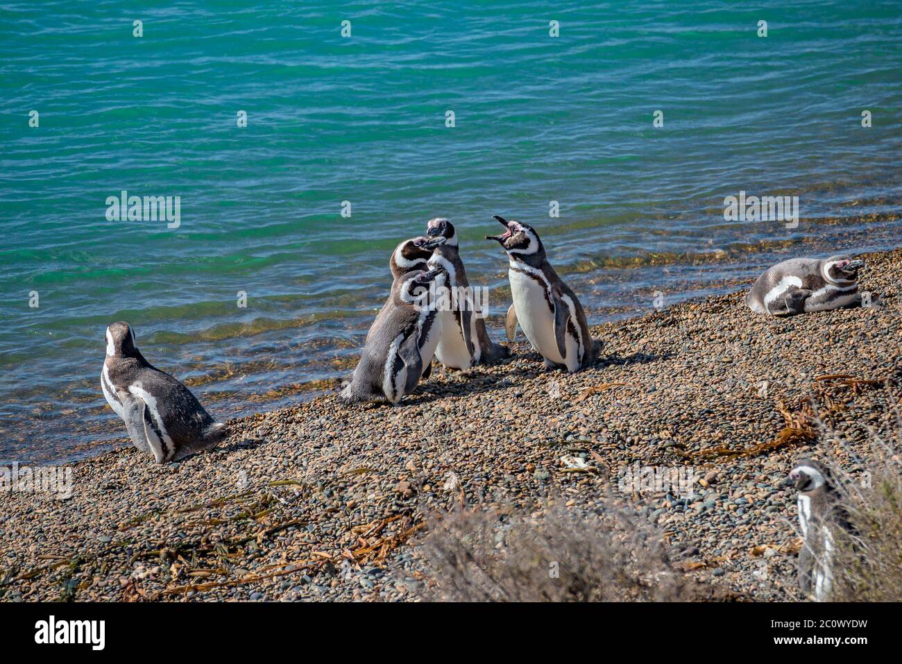 Kolonie von Magellanic Pinguinen am Atlantischen Ozean Ufer der Halbinsel Valdes, Punta Norte, Patagonien, Argentinien, Sommerzeit Stockfoto