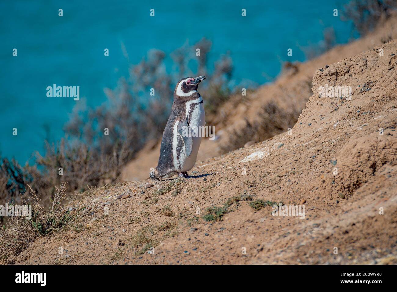 Kolonie von Magellanic Pinguinen am Atlantischen Ozean Ufer der Halbinsel Valdes, Punta Norte, Patagonien, Argentinien, Sommerzeit Stockfoto