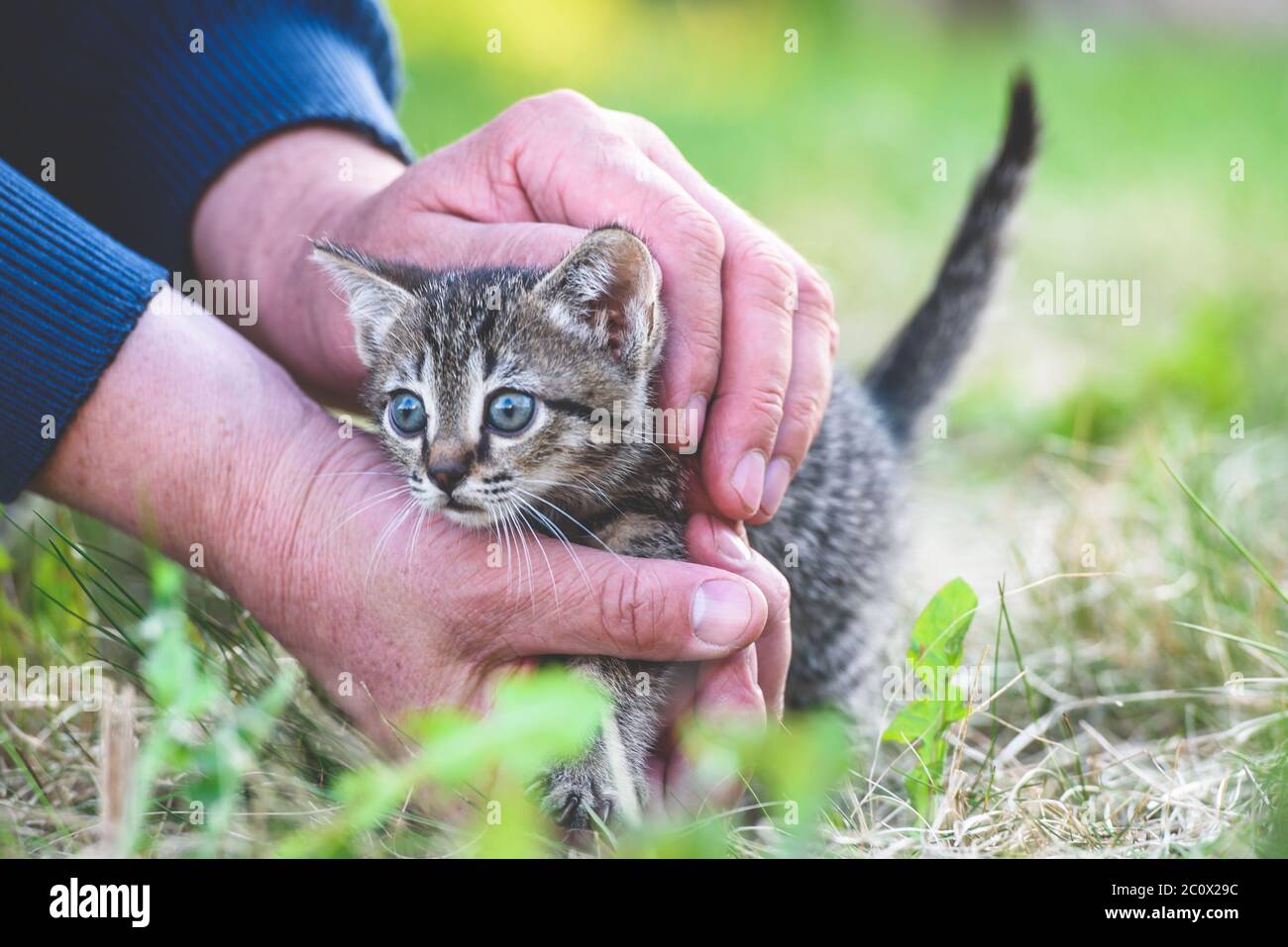Ein kleines charmantes Kätzchen in großen männlichen Händen auf dem Hintergrund eines grünen Rasens Stockfoto