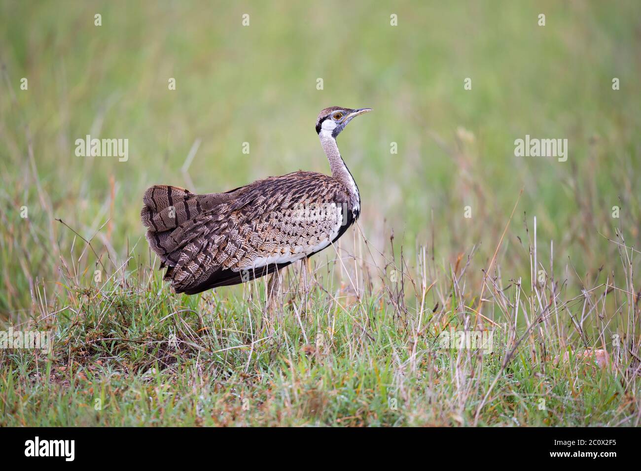 Ein einheimischer grauer Vogel steht im Gras und schaut Stockfoto