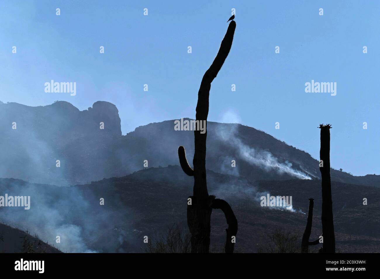 Tucson, Arizona, USA. Juni 2020. Das Feuer des Großen Horns in den Bergen von Catalina. Etwa 400 Häuser wurden in diesem Abschnitt von Tucson evakuiert, als das Feuer auf über 6000 Hektar anwuchs. Kredit: Christopher Brown/ZUMA Wire/Alamy Live Nachrichten Stockfoto