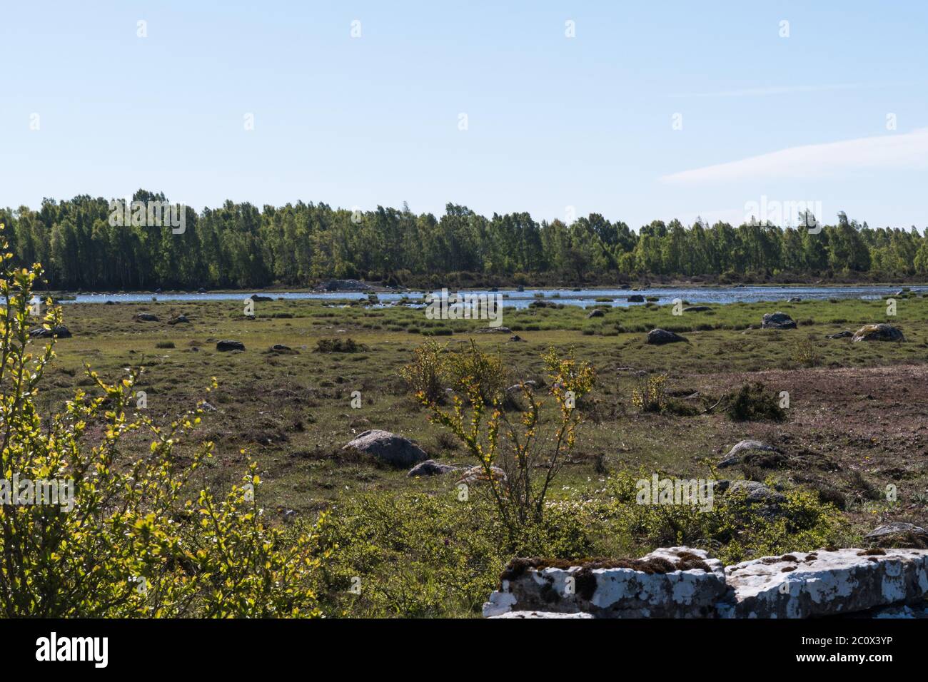 Blick über ein Feuchtgebiet durch einen grünen Wald im Frühling auf der Insel Oland in Schweden Stockfoto