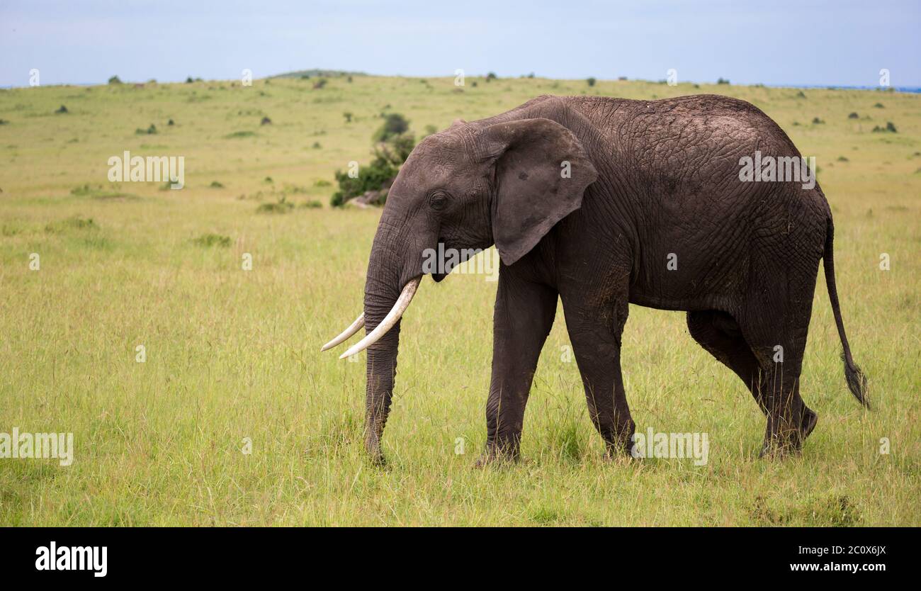 Ein großer Elefant, der durch die Savanne Kenias spazierenging Stockfoto