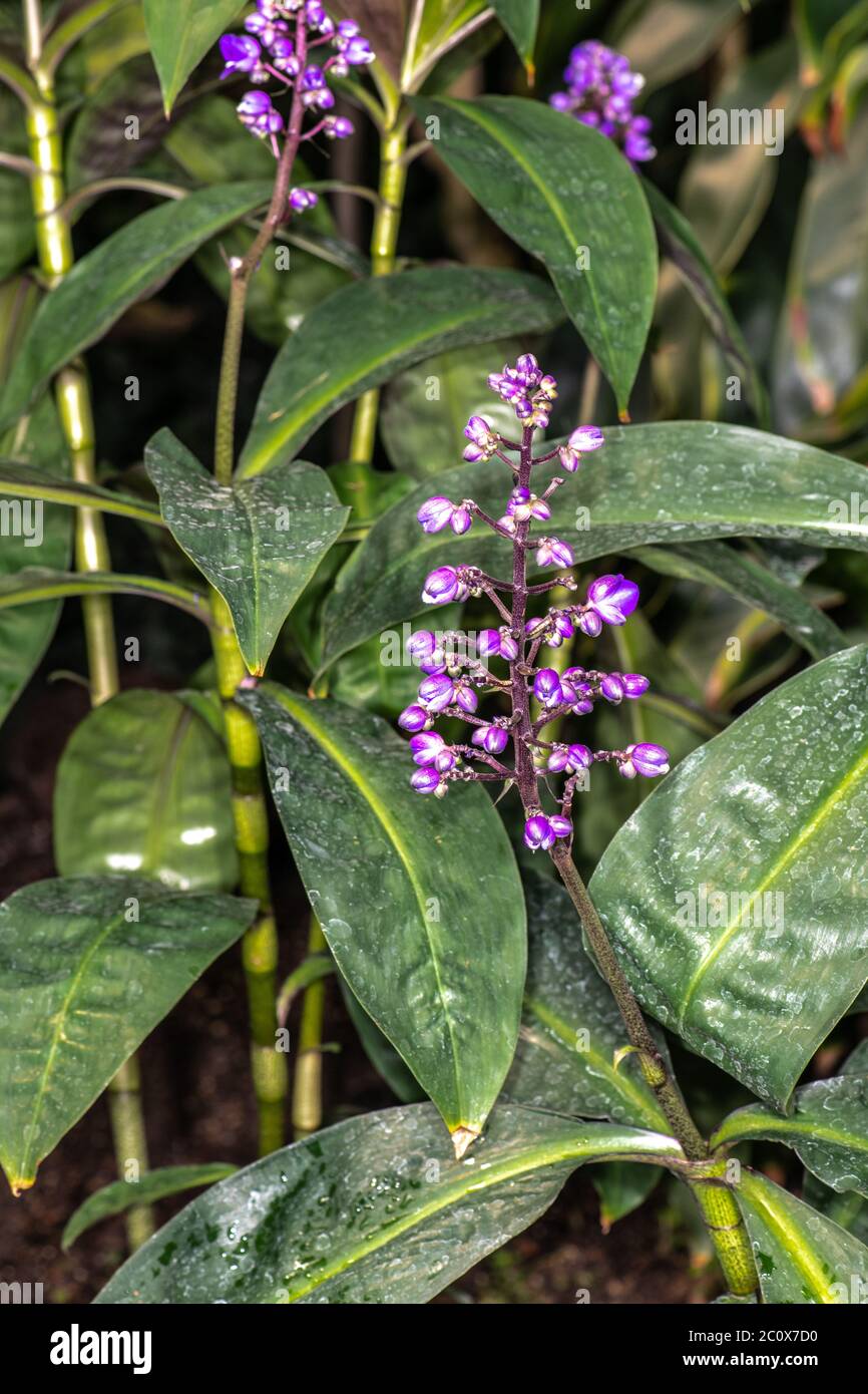 Blauer Ingwer (Dichorisandra Thyrsiflora) Stockfoto