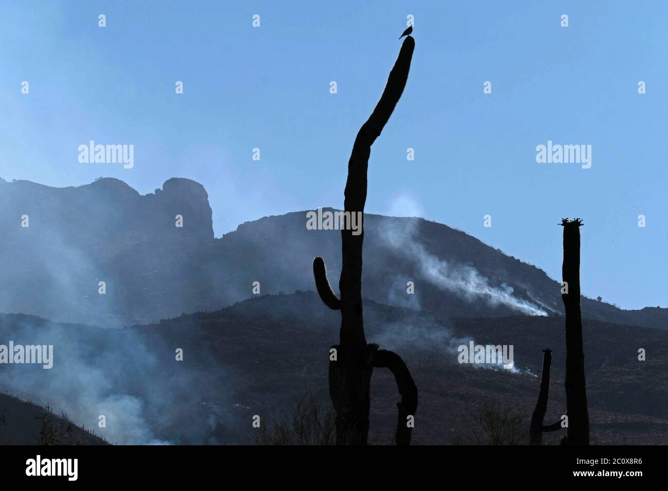 Tucson, Arizona, USA. Juni 2020. Das Feuer des Großen Horns brennt in den Bergen von Catalina. Etwa 400 Häuser wurden in diesem Abschnitt von Tucson evakuiert, als das Feuer auf über 6000 Hektar anwuchs. Kredit: Christopher Brown/ZUMA Wire/Alamy Live Nachrichten Stockfoto