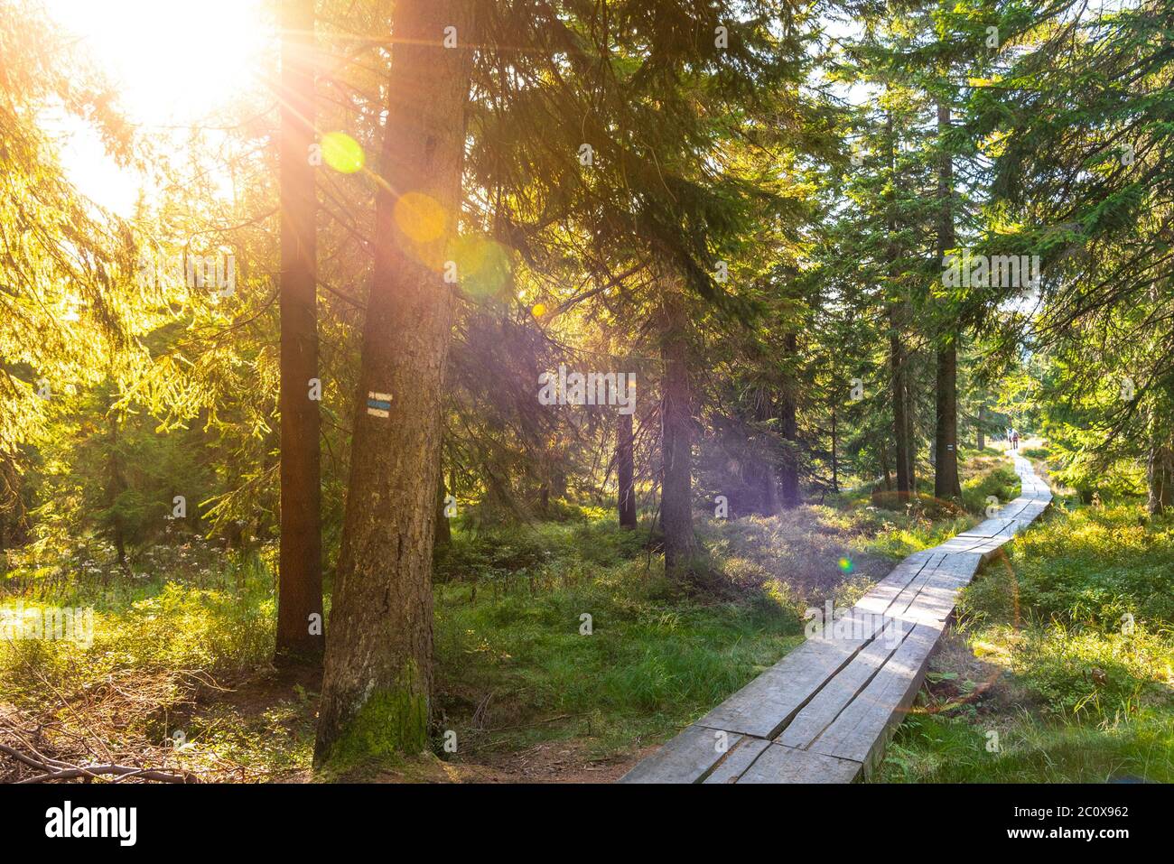 Schmaler touristischer Holzweg im Wald an sonnigen Tagen. Riesengebirge, Riesengebirge, Tschechische Republik. Stockfoto