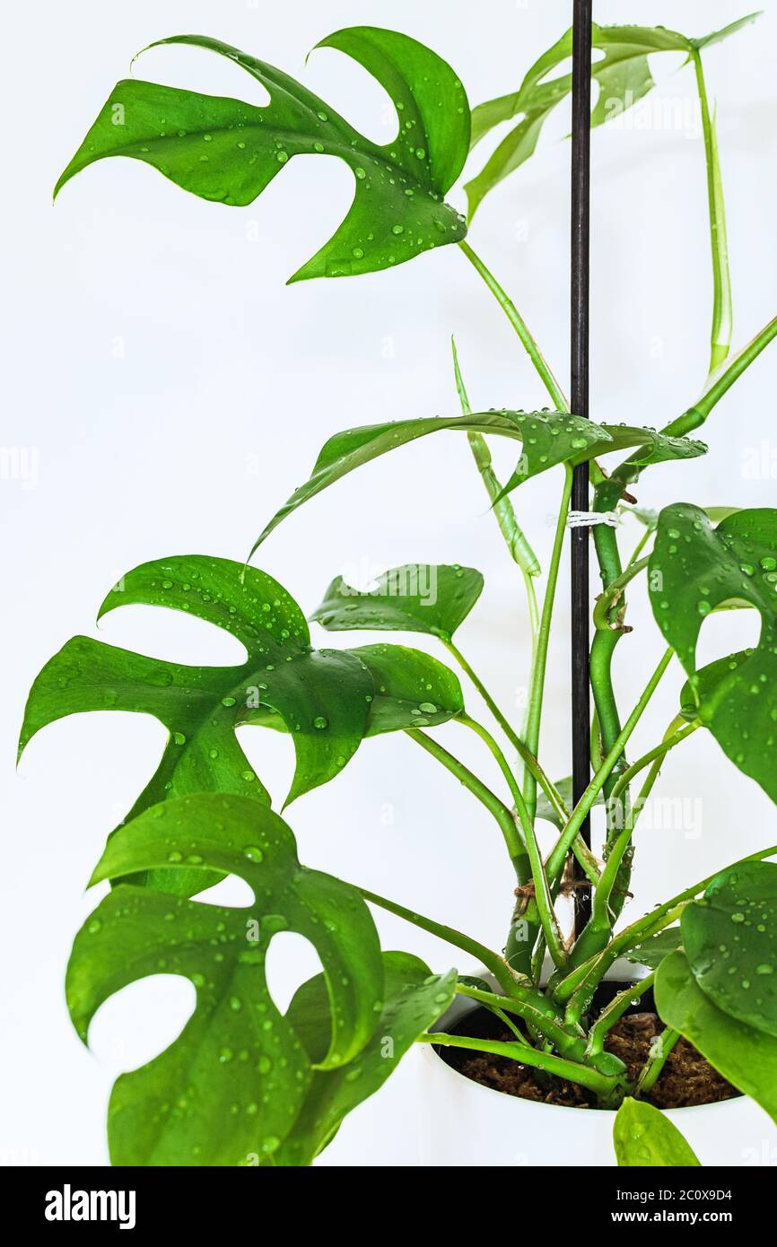 monstera ausgewachsen Monstera deliciosa XXL | Online kaufen