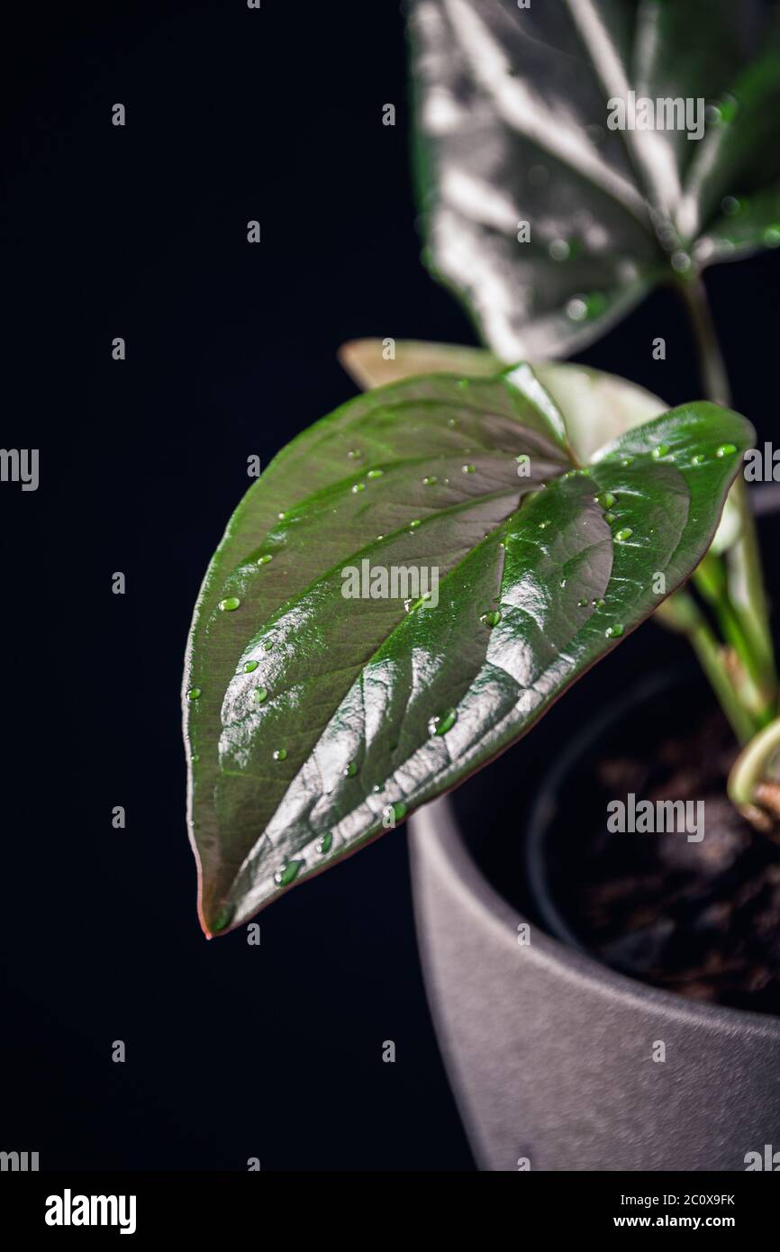 Syngonium erythrophyllum 'rote Pfeilspitze' Zimmerpflanze mit glänzenden Blättern und Wassertröpfchen auf dunklem Hintergrund. Stockfoto