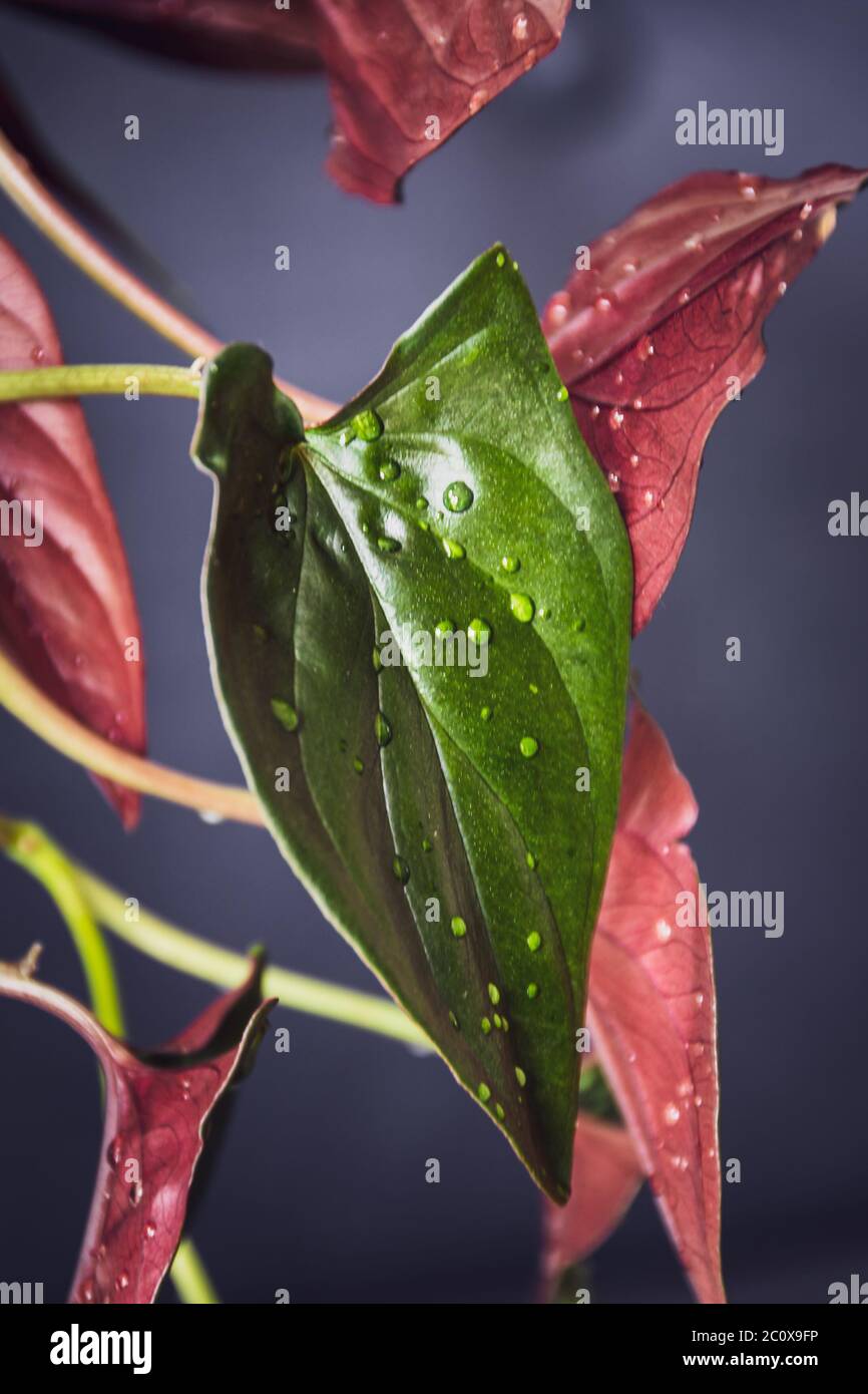 Syngonium erythrophyllum 'rote Pfeilspitze' Zimmerpflanze mit glänzenden Blättern und Wassertröpfchen auf dunklem Hintergrund. Stockfoto