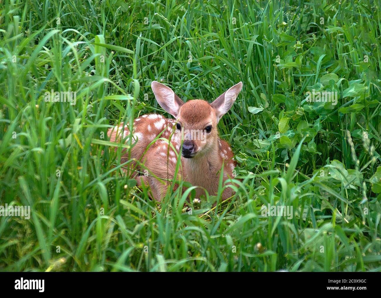 White-tailed kleine Rehwild liegt im Gras.Fokus auf die Tier Stockfoto