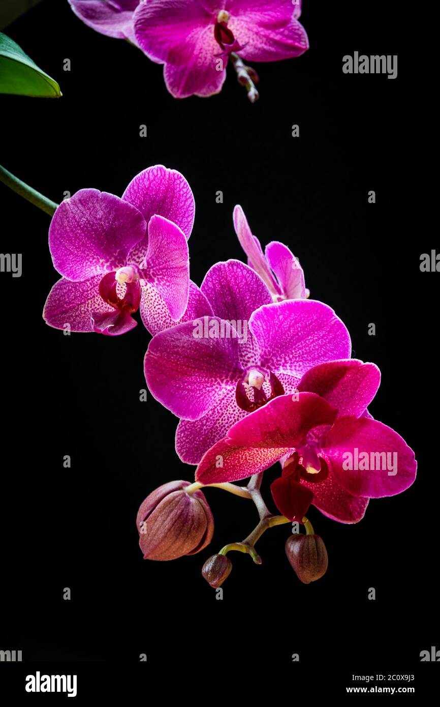 Mottenorchidee (Phalaenopsis Orchidee) auf schwarzem Hintergrund. Nahaufnahme von wunderschönen magentafarbenen Blumen einer exotischen trendigen Zimmerpflanze vor schwarzem Hintergrund. Stockfoto