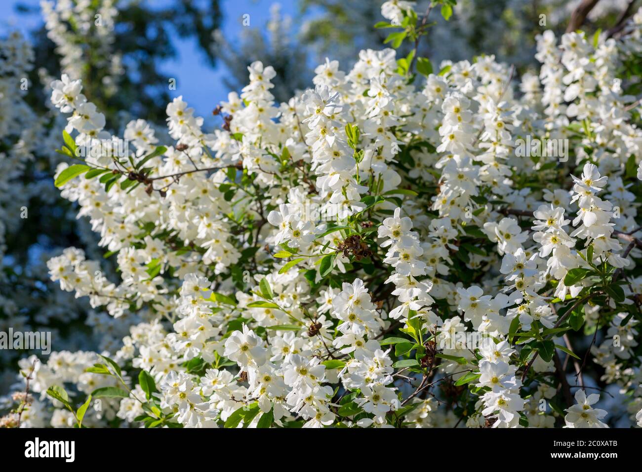 Weiße Blüten der Kirschblüten Stockfoto