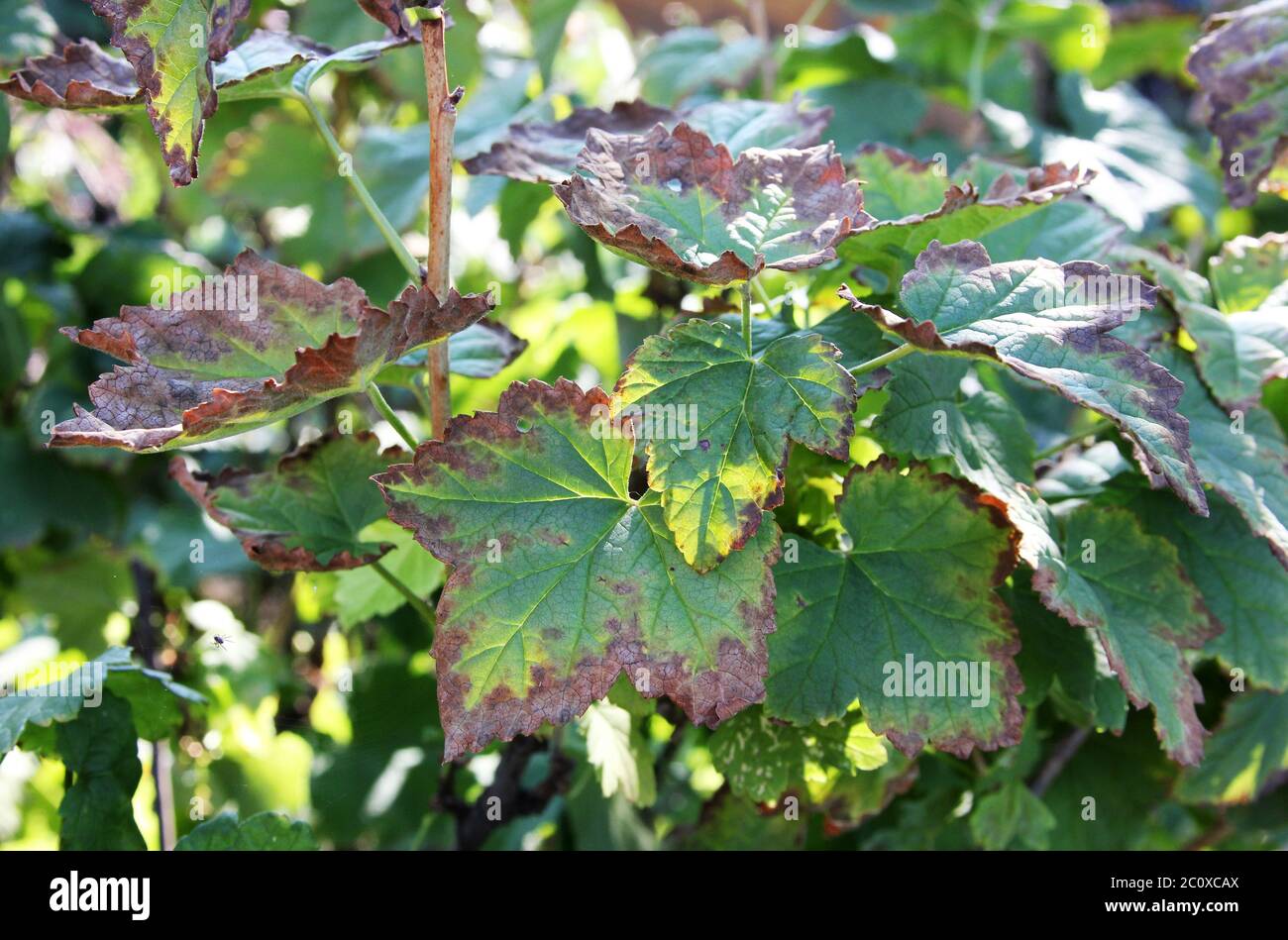 Schwarze Johannisbeere Krankheit. Anthraknose auf den Blättern. Der Busch infiziert einen Pilz. Sonniger Tag Stockfoto