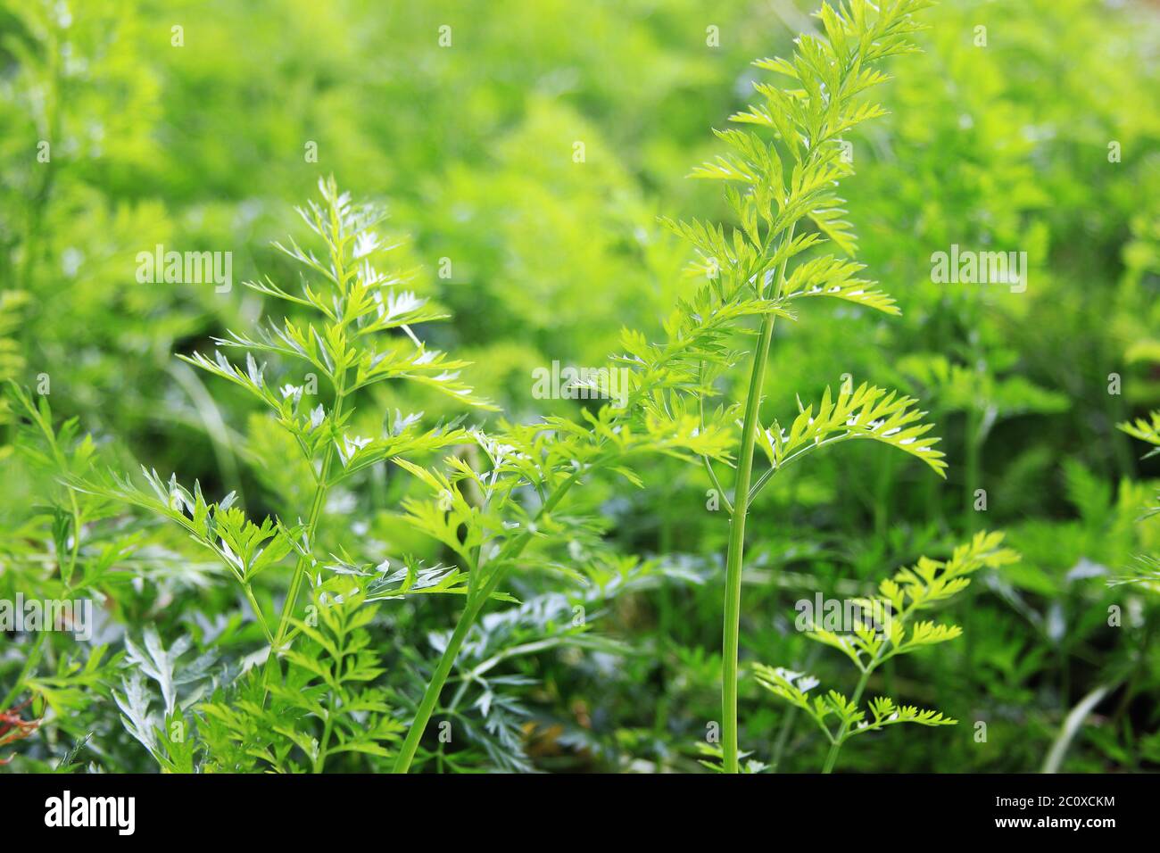 Junge Bio-Karotte auf dem Bett heimischen Garten. Grün hinterlässt Hintergrund. Sonniger Tag Stockfoto