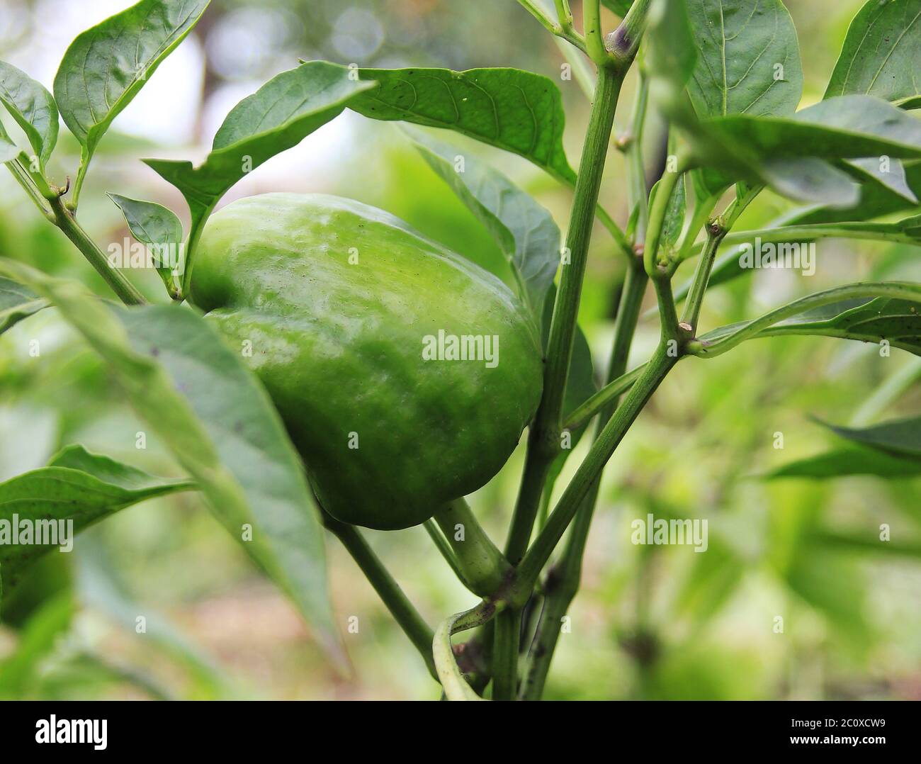 Grüner landwirtschaftlicher Hintergrund. Paprika auf dem Busch auf dem Gemüsebett im Freien. Blattlaus auf den Paprika-Blättern. Schädlinge und Pflanzen Stockfoto