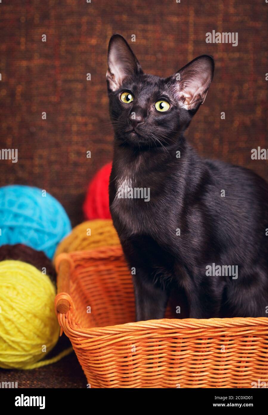 Schwarze Orientalische Kurzhaar Katze Sitzt In Holzkorb Stockfoto
