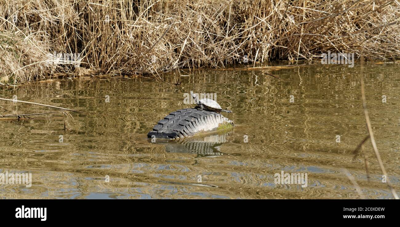 Nette Schildkröte kriecht auf dem grünen Gras Stockfoto